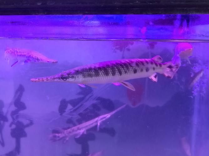 給我一些雀鱔魚圖片（雀鱔魚圖片資源）