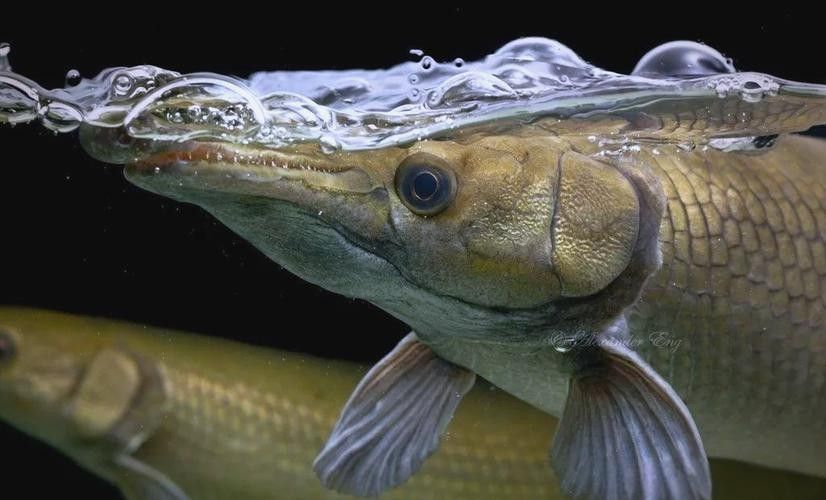 給我一些雀鱔魚圖片（雀鱔魚圖片資源）