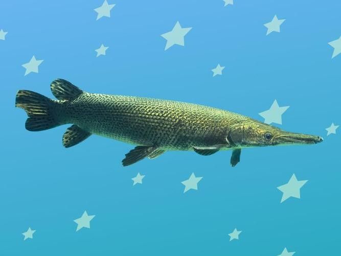 給我一些雀鱔魚圖片（雀鱔魚圖片資源）