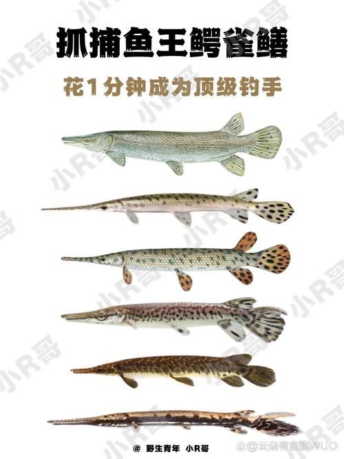 給我一些雀鱔魚圖片（雀鱔魚圖片資源）