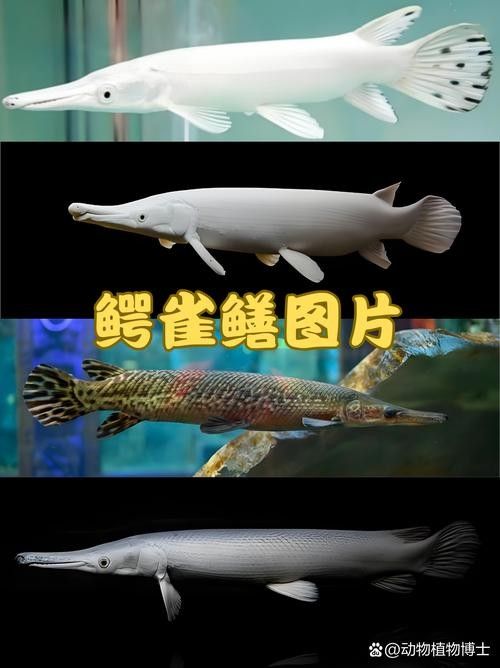 給我一些雀鱔魚圖片（雀鱔魚圖片資源）
