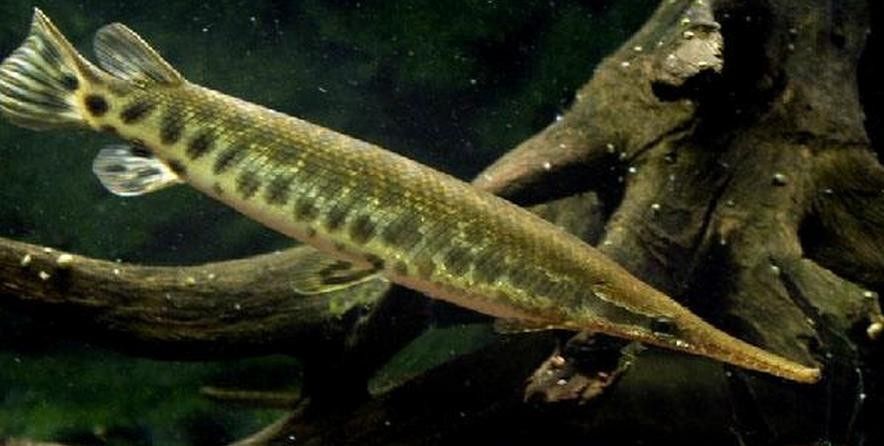 給我一些雀鱔魚圖片（雀鱔魚圖片資源）