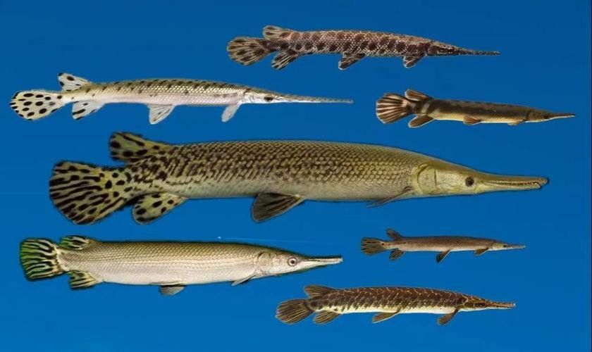 給我一些雀鱔魚圖片（雀鱔魚圖片資源）