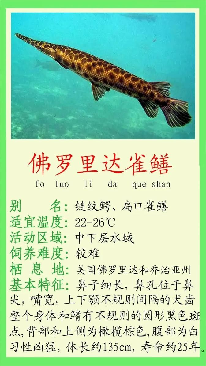給我一些雀鱔魚圖片（雀鱔魚圖片資源）