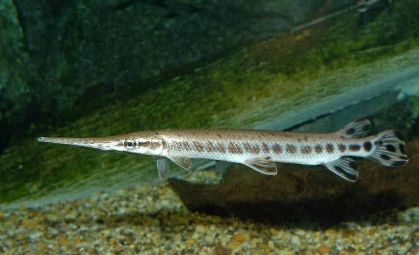 給我一些雀鱔魚圖片（雀鱔魚圖片資源）