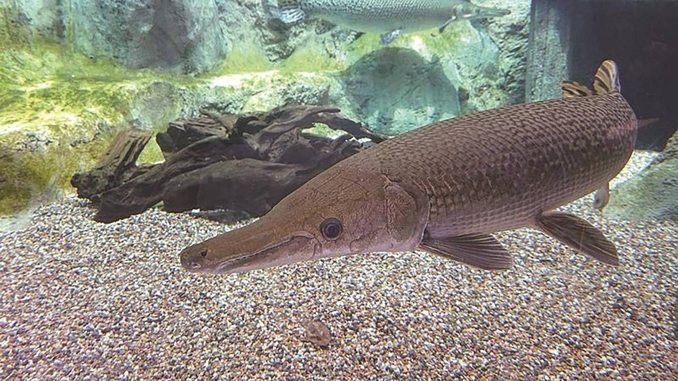 給我一些雀鱔魚圖片（雀鱔魚圖片資源）