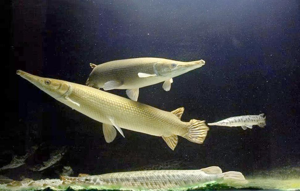 給我一些雀鱔魚圖片（雀鱔魚圖片資源）