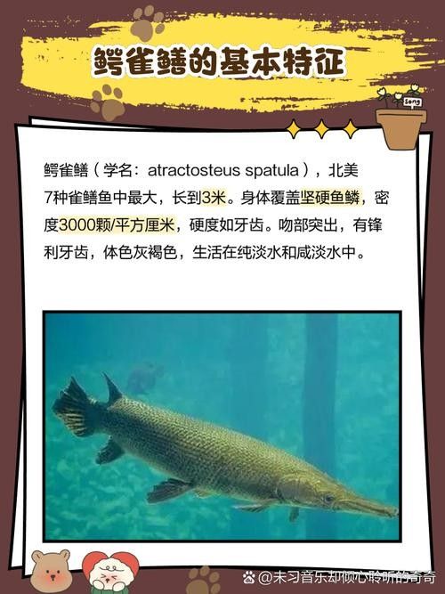 給我一些雀鱔魚圖片（雀鱔魚圖片資源）