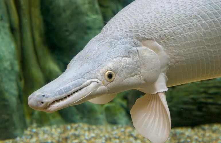 給我一些雀鱔魚圖片（雀鱔魚圖片資源）