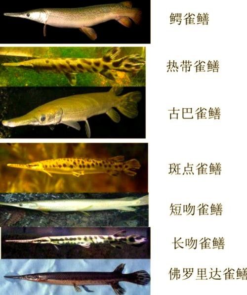 給我一些雀鱔魚圖片（雀鱔魚圖片資源）