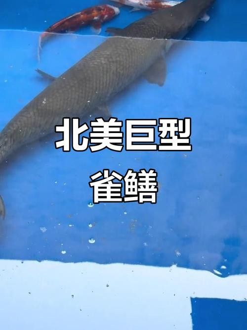 給我一些雀鱔魚圖片（雀鱔魚圖片資源）