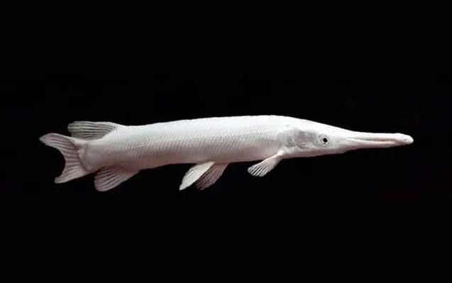 給我一些雀鱔魚圖片（雀鱔魚圖片資源）