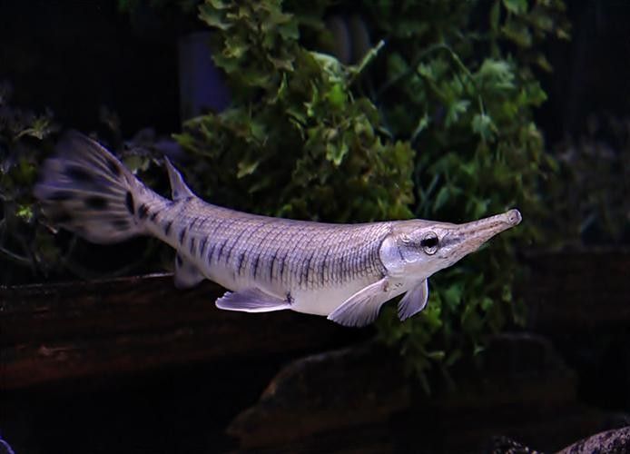 給我一些雀鱔魚圖片（雀鱔魚圖片資源）