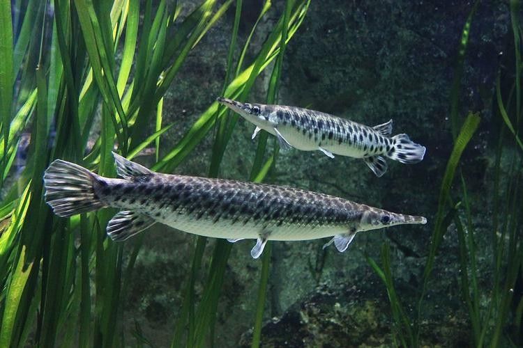 給我一些雀鱔魚圖片（雀鱔魚圖片資源）
