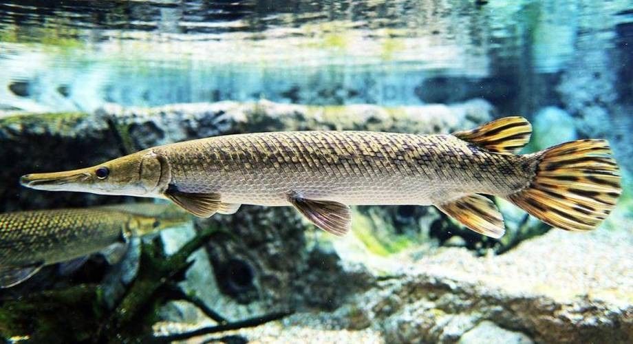 給我一些雀鱔魚圖片（雀鱔魚圖片資源）