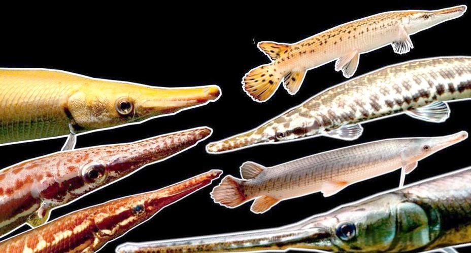 給我一些雀鱔魚圖片（雀鱔魚圖片資源）