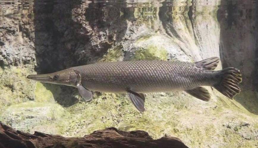 給我一些雀鱔魚圖片（雀鱔魚圖片資源）