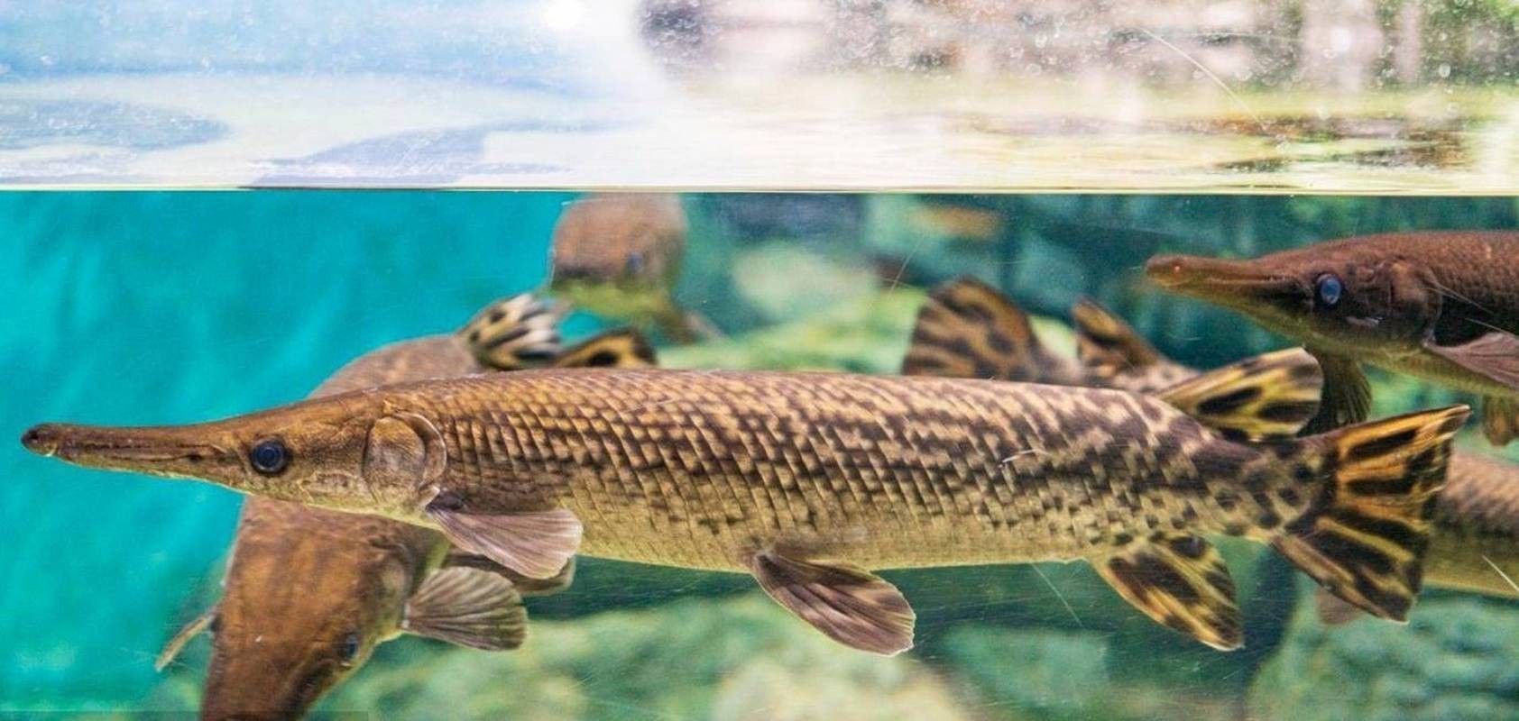 給我一些雀鱔魚圖片（雀鱔魚圖片資源）
