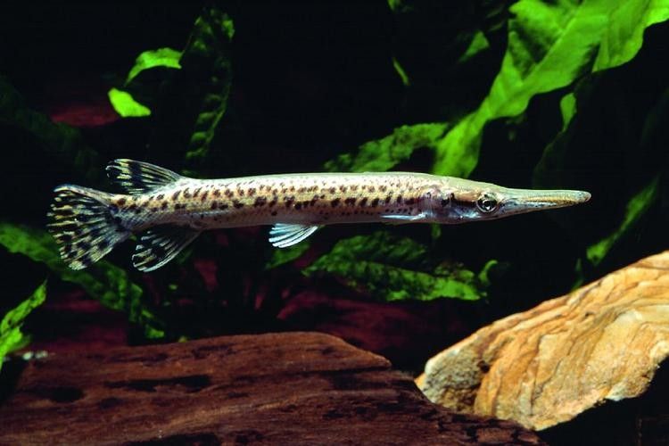 給我一些雀鱔魚圖片（雀鱔魚圖片資源）