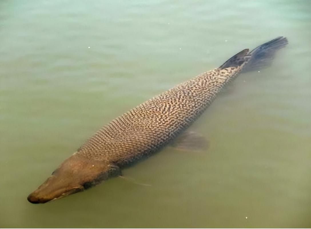 給我一些雀鱔魚圖片（雀鱔魚圖片資源）