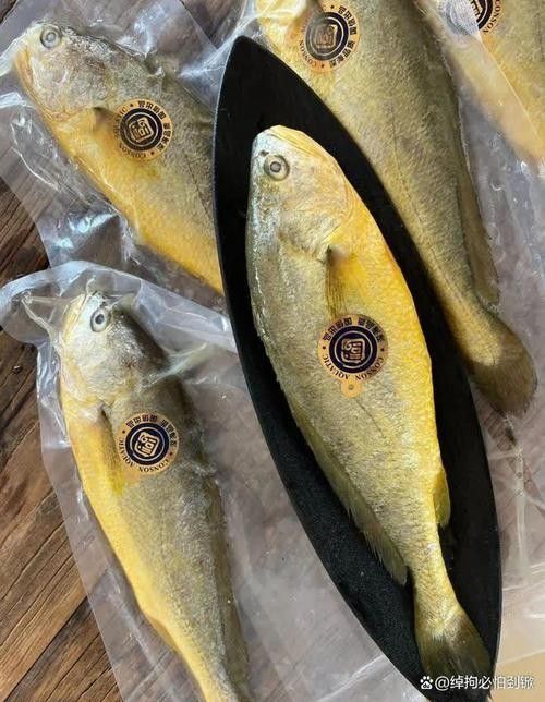 如何區分赤瞳黃龍魚的品相？（赤瞳黃龍魚品相鑒別技巧，）