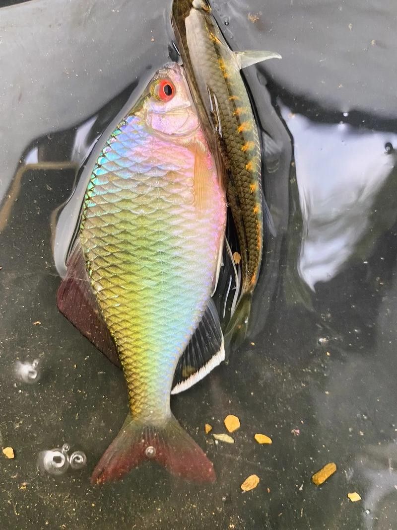 如何區分赤瞳黃龍魚的品相？（赤瞳黃龍魚品相鑒別技巧，）