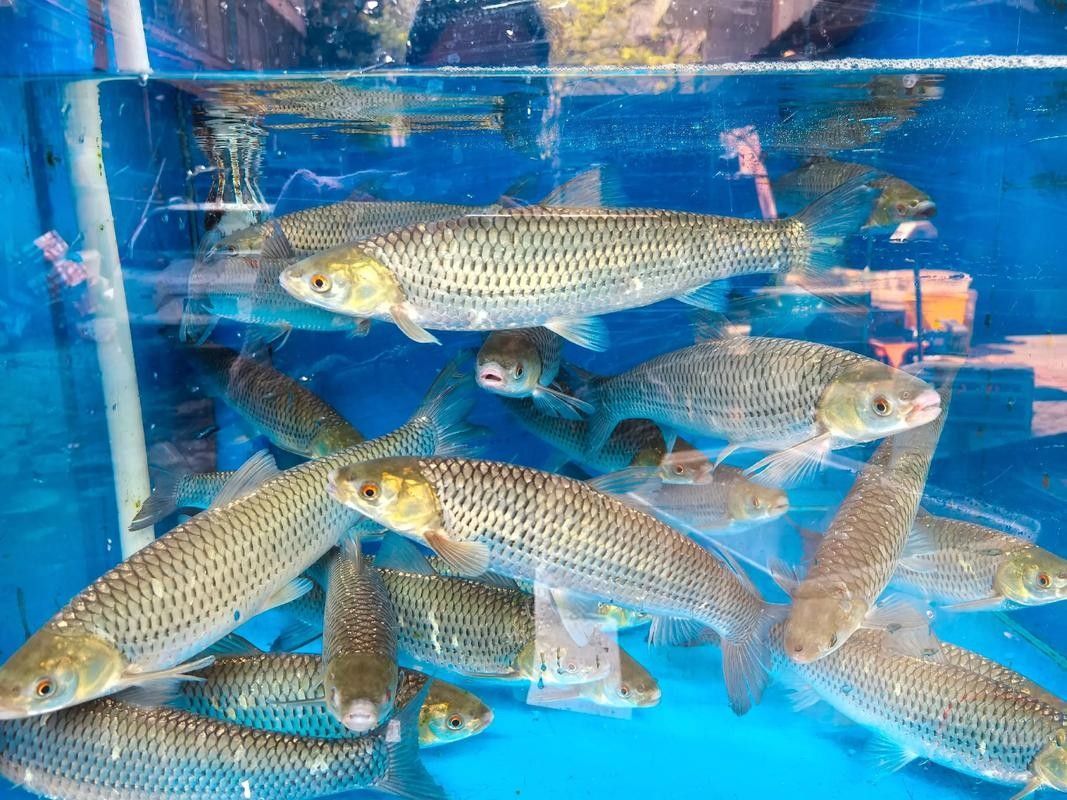 如何區分赤瞳黃龍魚的品相？（赤瞳黃龍魚品相鑒別技巧，）