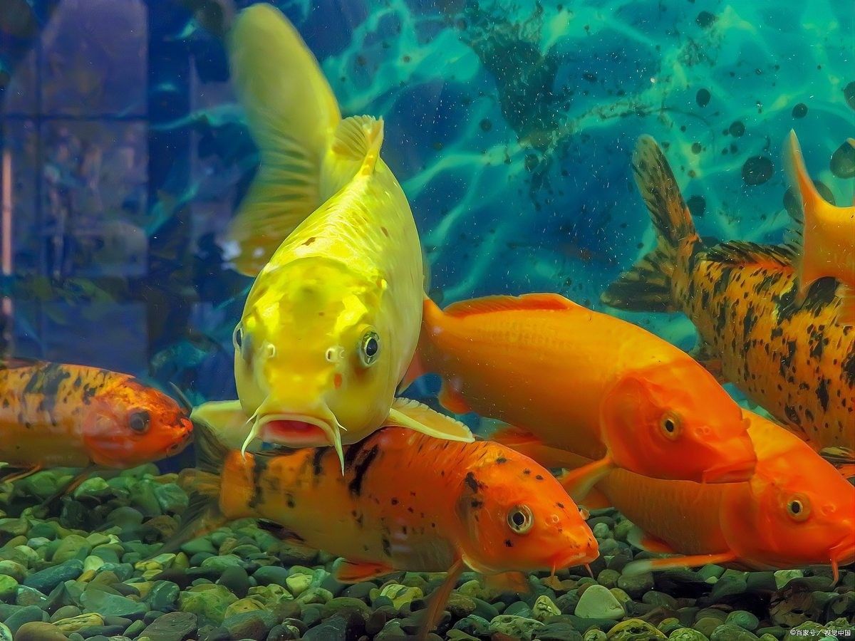 招財龍魚多久換一次水？（招財龍魚多久換一次水） 招財龍魚多久換一次水？（招財龍魚多久換一次水） 龍魚百科 第4張