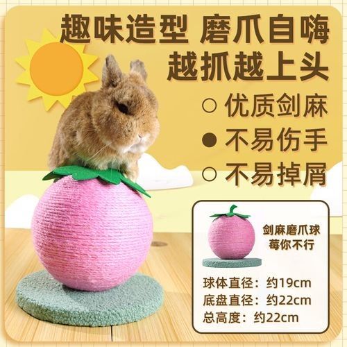 龍貓需要哪些玩具？（龍貓玩具推薦）