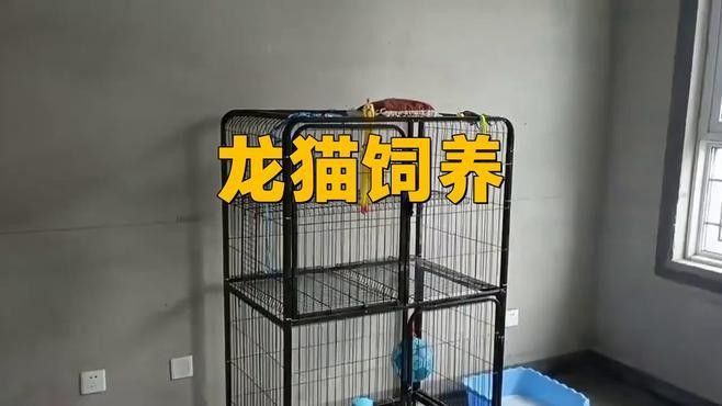 如何照顧龍貓？（養龍貓需要注意哪些基本的護理指南？）