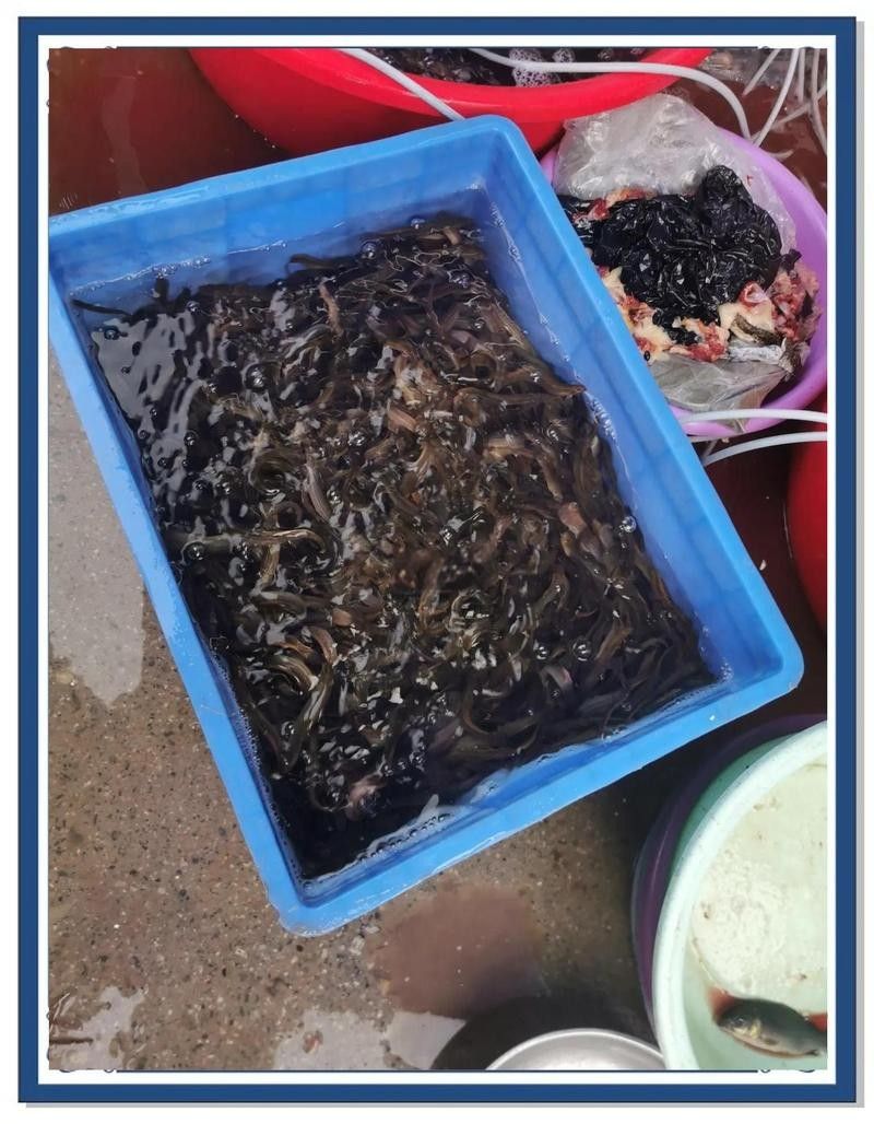 龍魚放生需要哪些手續（—龍魚放生需要辦理的手續包括：選擇適合的放生地點）