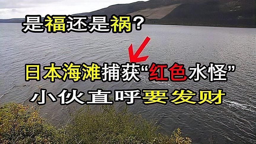 龍魚放生需要哪些手續（—龍魚放生需要辦理的手續包括：選擇適合的放生地點）