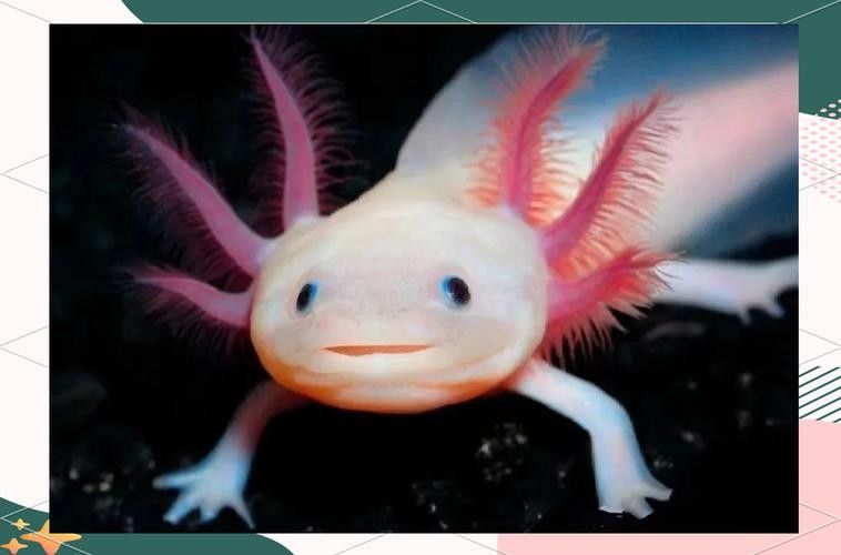 給我一張六角恐龍魚的圖片（六角恐龍魚）