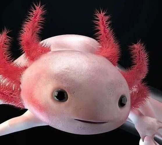 給我一張六角恐龍魚的圖片（六角恐龍魚）