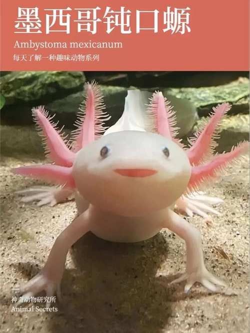給我一張六角恐龍魚的圖片（六角恐龍魚）