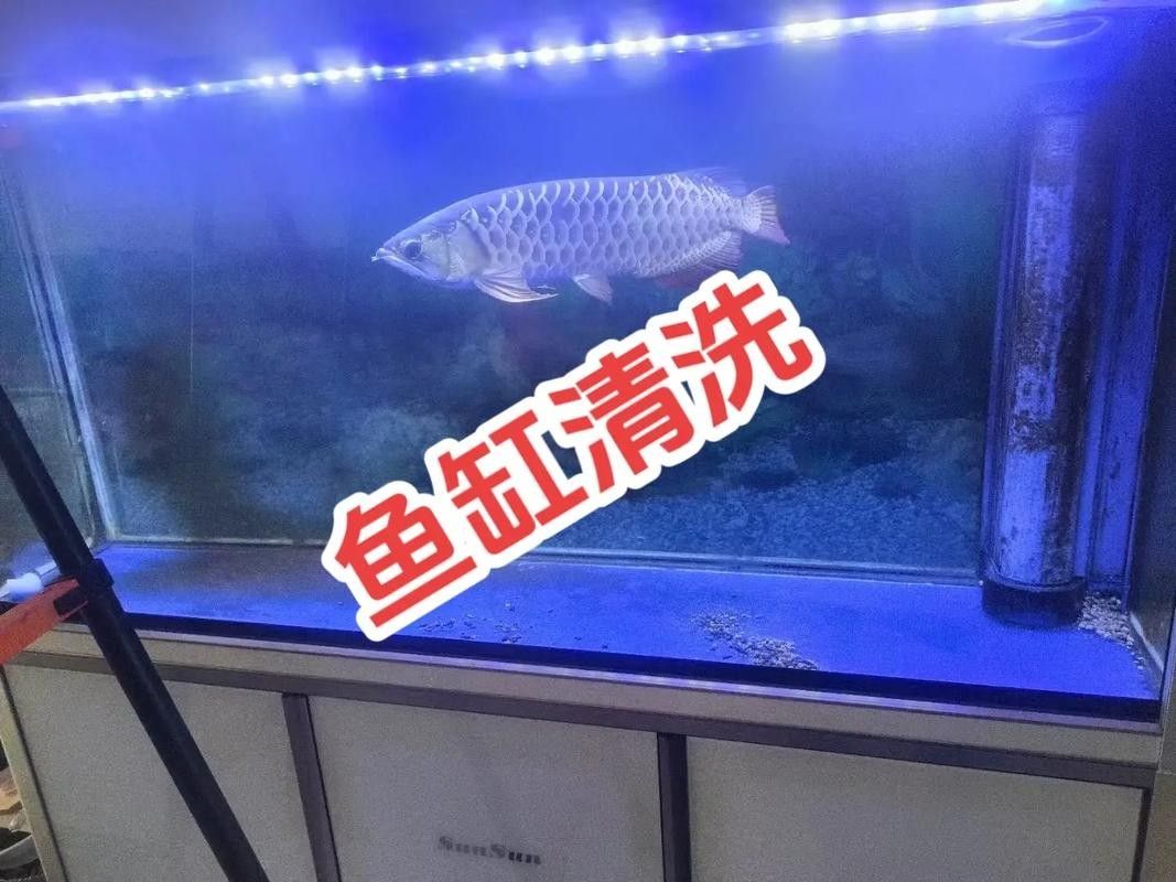 龍魚(yú)魚(yú)缸多久需要清潔一次？（龍軒大型亞克力魚(yú)缸清潔頻率大揭秘:你的魚(yú)缸適合多久換一次水）