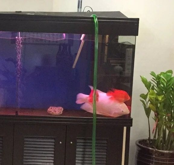 龍魚(yú)魚(yú)缸多久需要清潔一次？（龍軒大型亞克力魚(yú)缸清潔頻率大揭秘:你的魚(yú)缸適合多久換一次水）