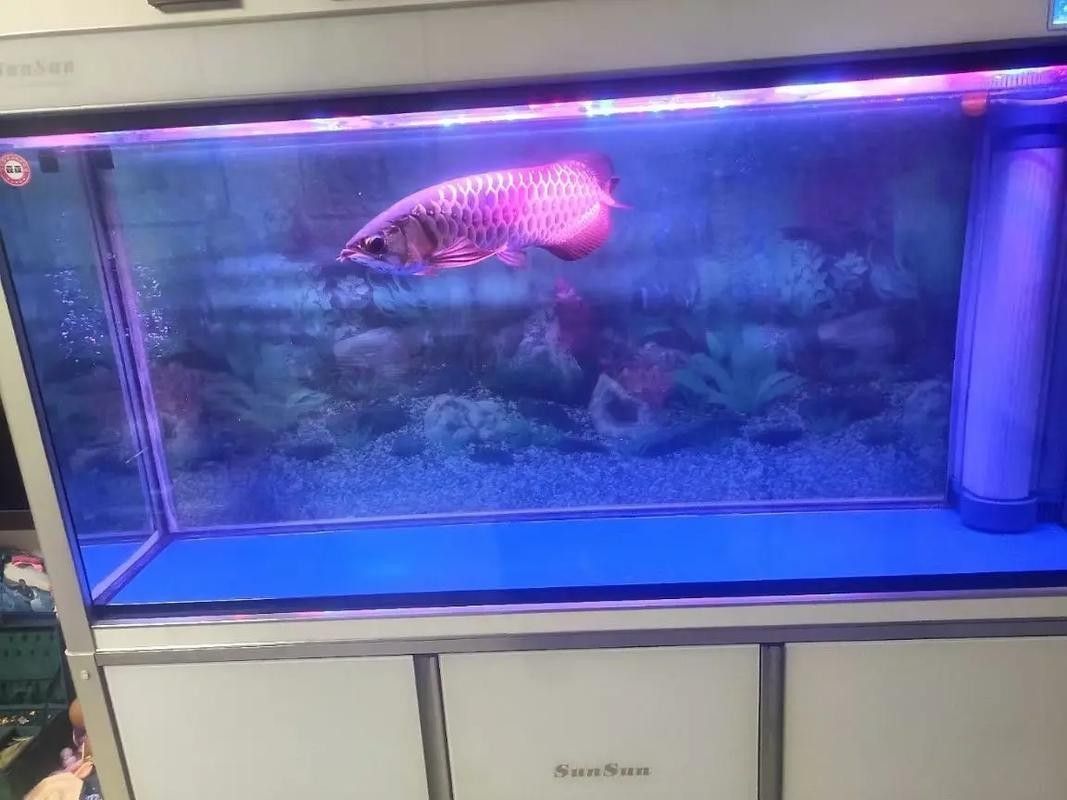 龍魚(yú)魚(yú)缸多久需要清潔一次？（龍軒大型亞克力魚(yú)缸清潔頻率大揭秘:你的魚(yú)缸適合多久換一次水）