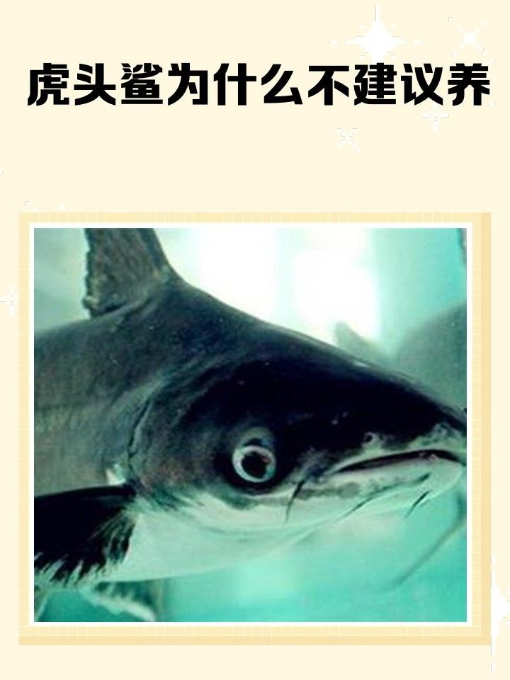 虎鯊和哪些魚可以一起養（虎頭鯊與猛魚混養，結果竟然這樣!）