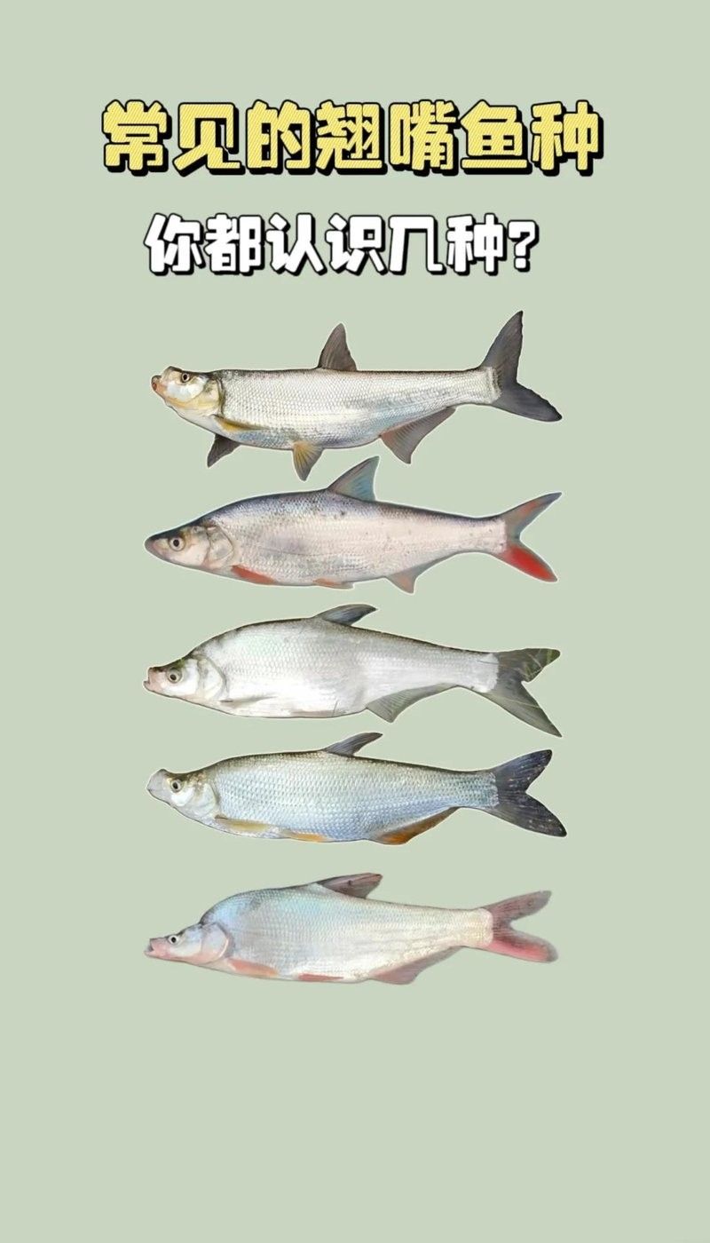 龍魚翹嘴有哪些品種（魚翹嘴是一種常見的觀賞魚，其體型、顏色和鰭型的不同）