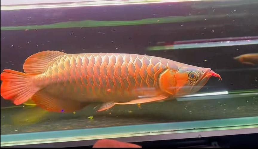 龍魚翹嘴有哪些品種（魚翹嘴是一種常見的觀賞魚，其體型、顏色和鰭型的不同）
