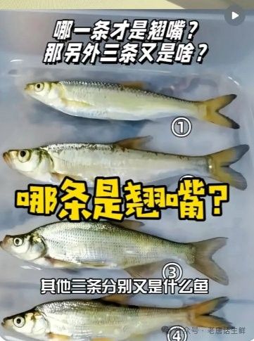 龍魚翹嘴有哪些品種（魚翹嘴是一種常見的觀賞魚，其體型、顏色和鰭型的不同）