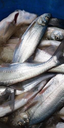 龍魚翹嘴有哪些品種（魚翹嘴是一種常見的觀賞魚，其體型、顏色和鰭型的不同）