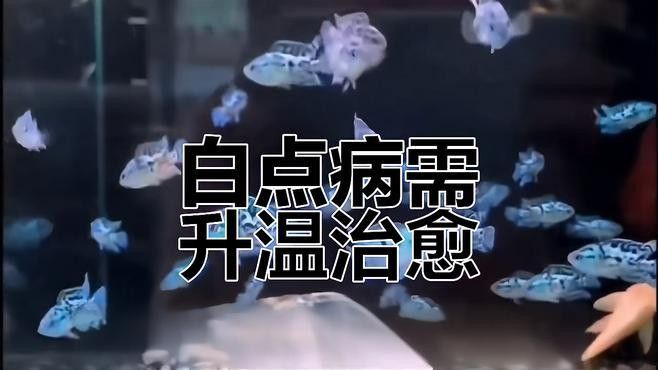 紅金龍魚白點病會自愈嗎（紅金龍魚白點病是否會自愈）