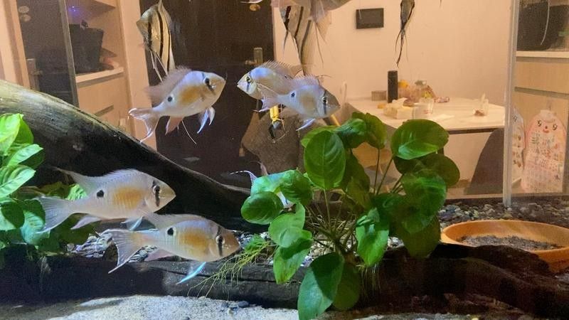 50cm魚缸適合混養哪些魚？（0cm魚缸適合混養的魚類包括：金魚是最常見的淡水觀賞魚之一） 50cm魚缸適合混養哪些魚？（0cm魚缸適合混養的魚類包括：金魚是最常見的淡水觀賞魚之一） 龍魚百科 第1張