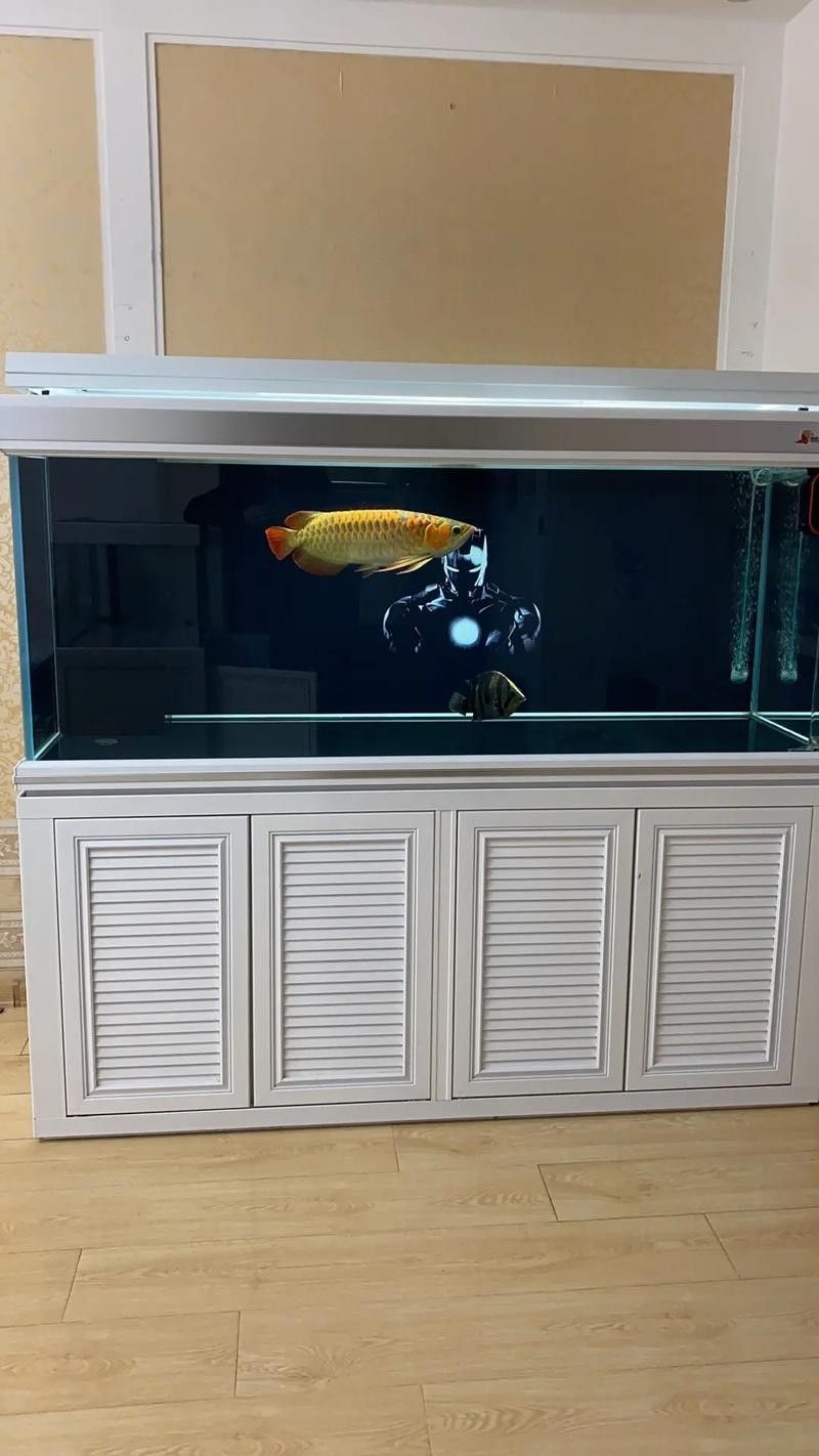 如何預防龍魚缸中的白色絮狀物(萌寵百科小團團魚缸里飄著“棉花糖”白色絮狀物別慌) 龍魚百科 第7張 如何預防龍魚缸中的白色絮狀物(萌寵百科小團團魚缸里飄著“棉花糖”白色絮狀物別慌) 如何預防龍魚缸中的白色絮狀物(萌寵百科小團團魚缸里飄著“棉花糖”白色絮狀物別慌) 龍魚百科 第7張