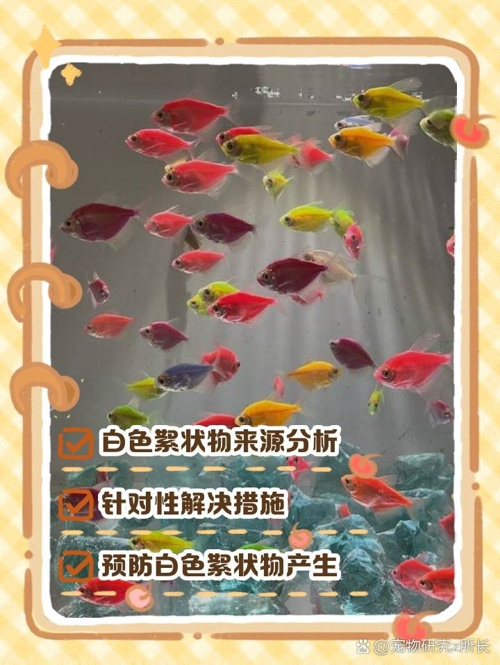 如何預防龍魚缸中的白色絮狀物（萌寵百科小團團魚缸里飄著“棉花糖”白色絮狀物別慌） 如何預防龍魚缸中的白色絮狀物（萌寵百科小團團魚缸里飄著“棉花糖”白色絮狀物別慌） 龍魚百科 第14張