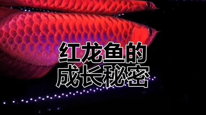 如何判斷紅龍幼魚是否健康？（如何判斷紅龍幼魚是否健康） 如何判斷紅龍幼魚是否健康？（如何判斷紅龍幼魚是否健康） 龍魚百科 第1張