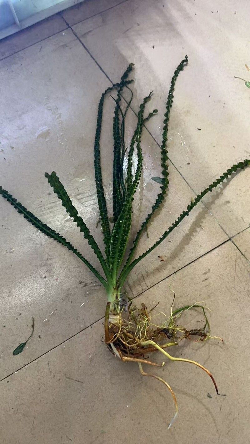 推薦一些適合龍魚缸的植物（十大最旺魚缸的綠植朵朵饞了）