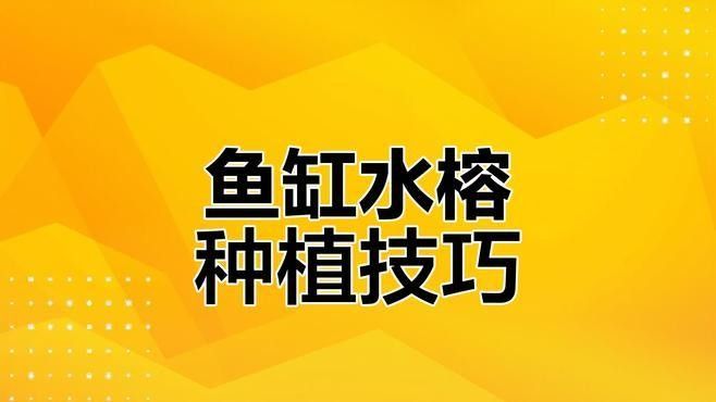 推薦一些適合龍魚缸的植物（十大最旺魚缸的綠植朵朵饞了）